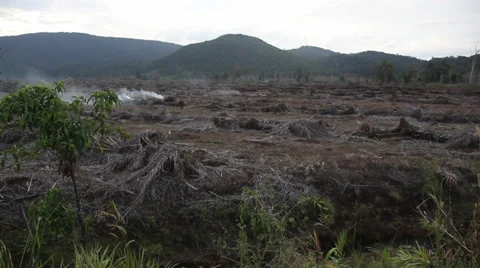 Burning Forest to make way for Palm Oil 스톡 동영상 33132308