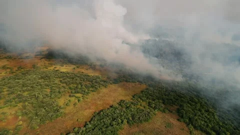 Burning forest. Natural disaster in forest in dry season. Stock Footage 160324748