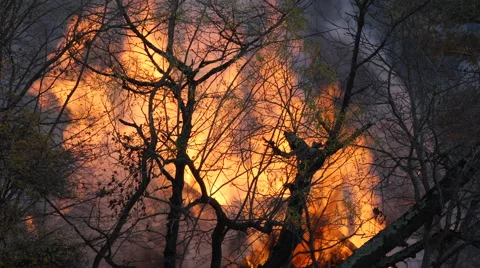Burning Forest Trees Huge Big Hell Fire Flames Destruction Scenery National Park Stock-Footage 41661535