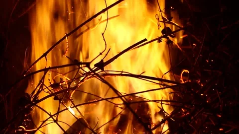 Burning fresh firewood Video stock 102778392