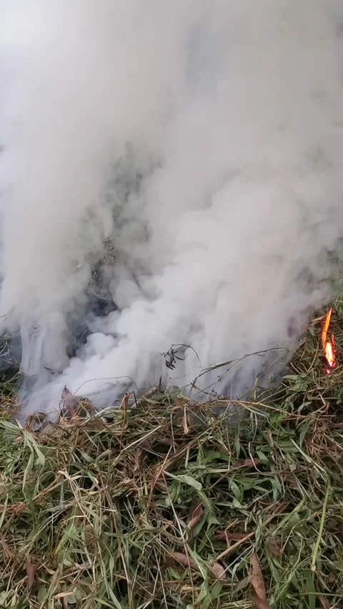 Burning garbage and dry leaves at the garden. Vertical footage. Stock Footage 292235694