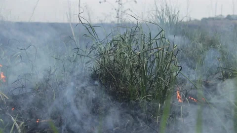 Burning grass on background of a smoky field. Wild fire in spring close up. Stock Footage 196284803