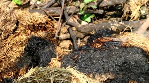 Burning the grass cause air pollution Video stock 40621656