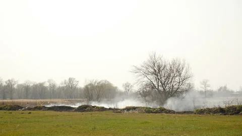 Burning grass in the field. Human factor. Ecological catastrophy Stock Footage 135448320