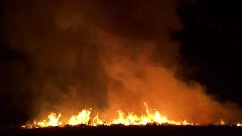 Burning grass of the field at night. Stock Footage 83216581