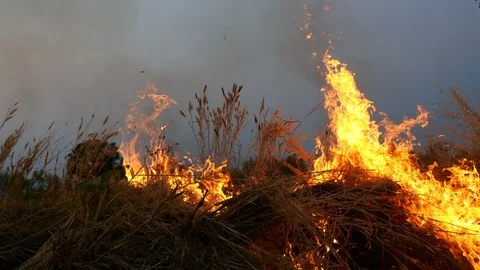Burning grass of the field at night. Stock Footage 124818998
