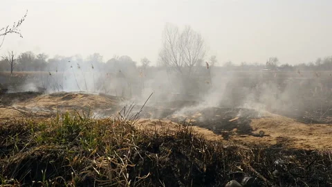 Burning grass on the field in summer. Disaster. Ecological catastrophy Stock Footage 132332070
