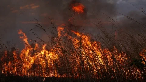 Burning grass of the field in thailand Stock Footage 84320117