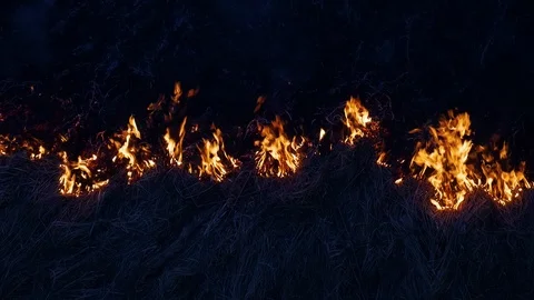 Burning grass. Fire in the field Stock Footage 104372420