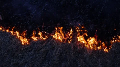 Burning grass. Fire in the field Stock Footage 104372437