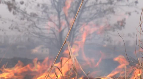 Burning grass Stock Footage 36267576