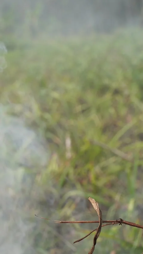 Burning grass 库存影片 332590336