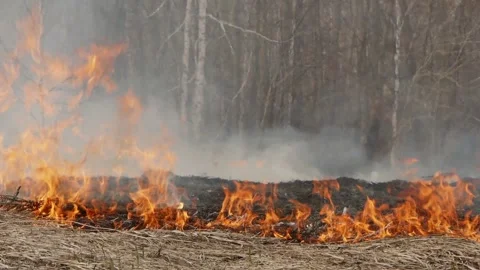 Burning grass in the Forest. Stock Footage 231863977