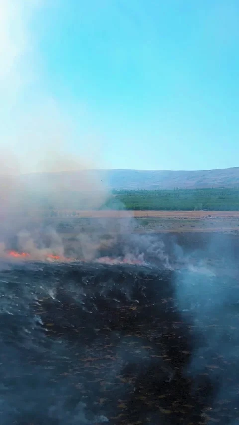 Burning Grass Large Field Vertical Video Vídeo Stock 334882678
