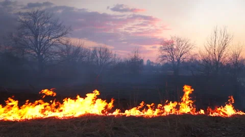 Burning grass in the park Stock-Footage 48071774