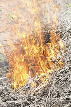 Burning grass Stock Photos