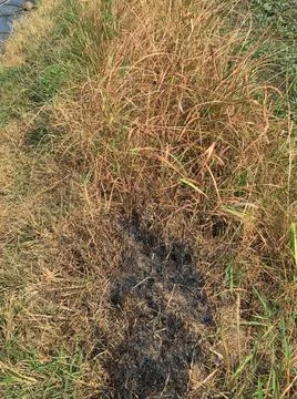 Burning grass Stock Photos