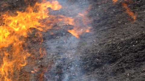 Burning grass red fire in the background Stock Footage 89810418