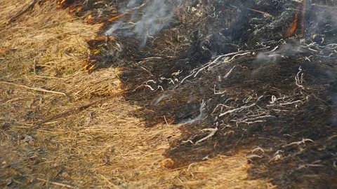 Burning Grass Steppe Stock Footage 72114047