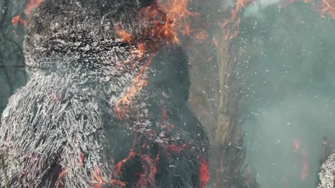 Burning Grass Tree Australia Flames Video stock 268510650