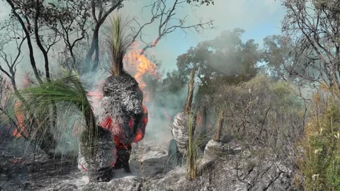 Burning Grass Tree Australia Flames Stock Footage 268510685