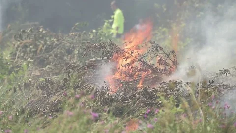 Burning Green branches in Spring Stock Footage 69119512