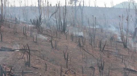 Burning Jungle in Laos Stock Footage 63479904