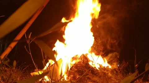 Burning leaf litter fire Stock Footage 242824518