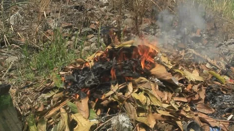 Burning leaf litter Stock Footage 207452730