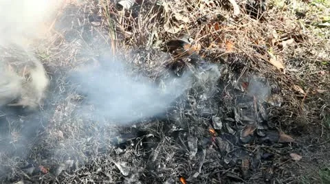 Burning Leaves Video stock 11147884