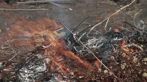 Burning leaves Stock Footage 24376065