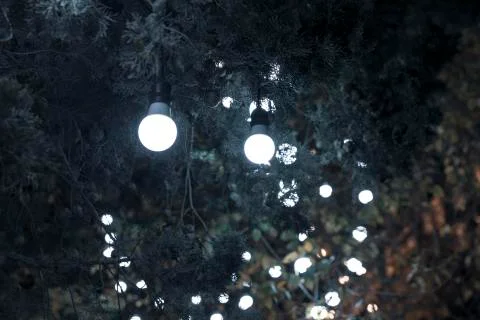 Burning light bulbs hanging on a tree Stock Photos