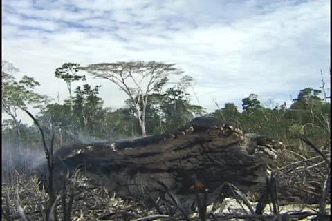 Burning log in the Amazon Stock Footage 24260900