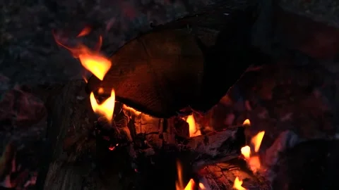 Burning logs in the fire Stock Footage 202717632