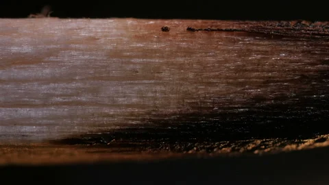 Burning match on black background in macro Stock Footage 106033536