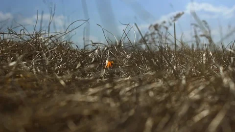 Burning match falls on the dry grass and a forest fire begins. Arson attack Vídeo Stock 129360844