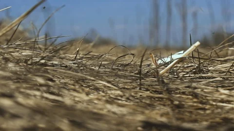 Burning match falls on the dry grass and a forest fire begins. Arson attack Stock-Footage 129361363