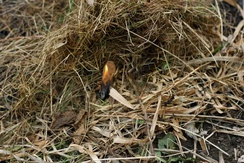 Burning match in the grass Stock Photos