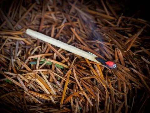 Burning match in pine needles Stock Photos