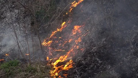 Burning old dry grass. Burning of straw on the field Stock Footage 89624957