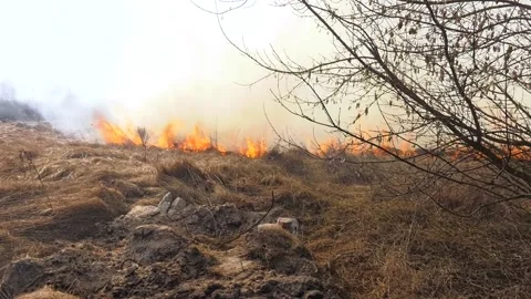 Burning old dry grass in garden. Flaming dry grass on a field Video stock 196267787