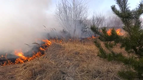Burning old dry grass in garden. Flaming dry grass on a field Stock Footage 196267791