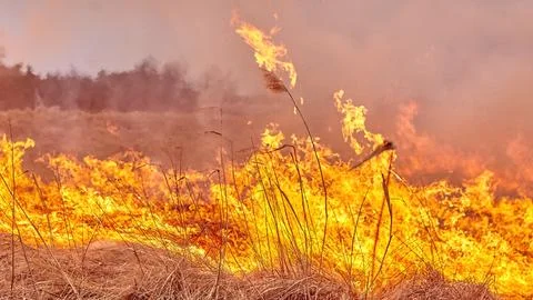 Burning old dry grass in garden. Flaming dry grass on a field. Forest fire. S Foto stock