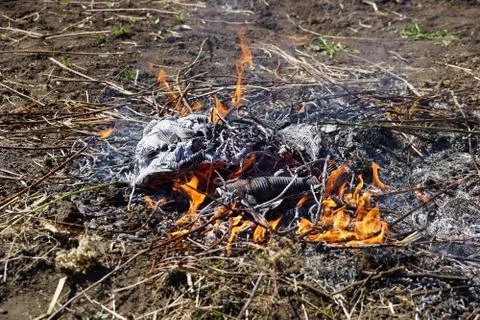 Burning the old dry grass Foto stock
