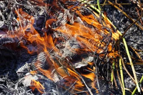 Burning the old dry grass Stock Photos