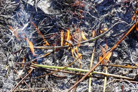 Burning the old dry grass Foto stock