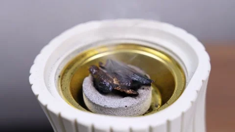 Burning Oud Wood In White Ceramic Incense Burner Vidéo 336643594