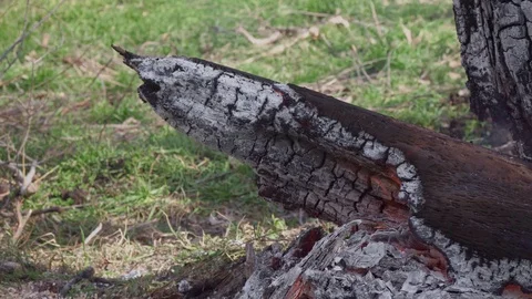 Burning out old tree trunk with sparks Stock Footage 103349643