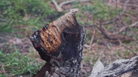Burning out tree stump with coals and sparks Stock Footage 103350534