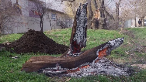 Burning out tree trunk with beautiful sparks Stock Footage 103349616